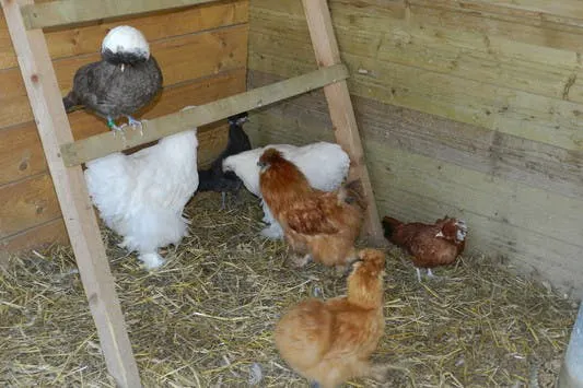 Gite du bois Peschard - Bretagne - Morbihan - animaux