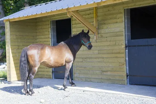 Gite du bois Peschard - Bretagne - Morbihan - Box chevaux
