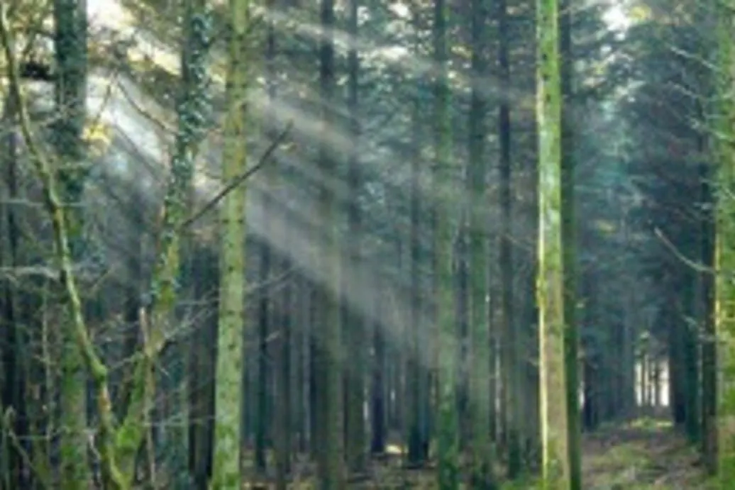 Gites du Bois Peschard - Bretagne - Morbihan - Forêt de Brocéliande