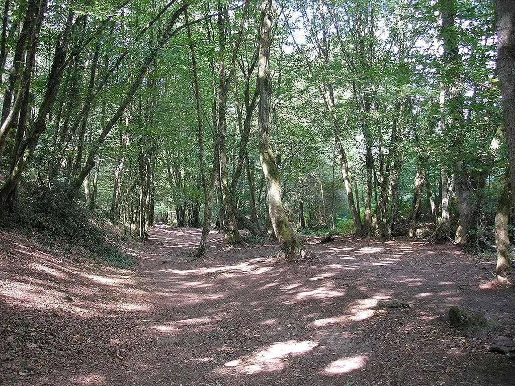 La forêt de Brocéliande - Les gites du Bois Peschard