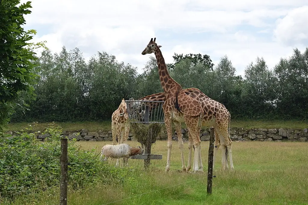 Parc_animalier_et_botanique_de_Branféré_girafe_2